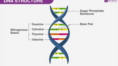 rank the following base pairs according to their stability.