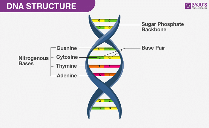 rank the following base pairs according to their stability.